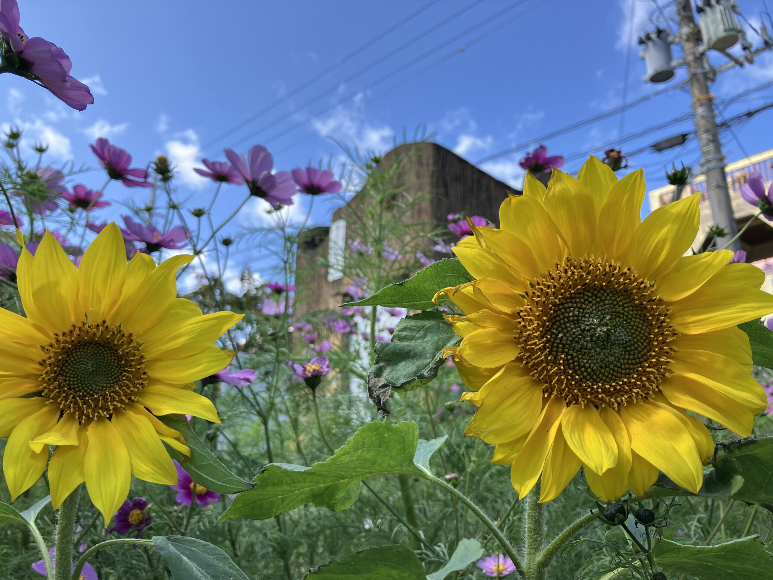 真冬に咲いたひまわり