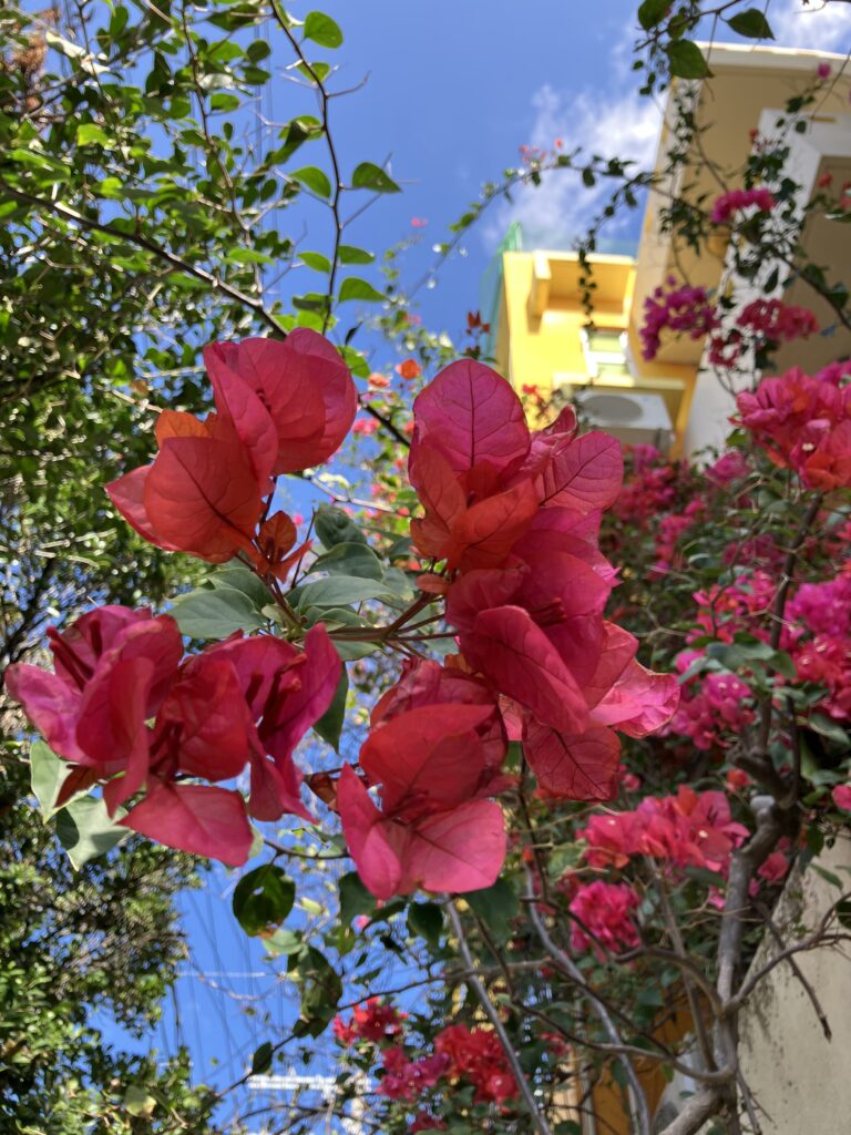 ブーゲンビリアと建物2