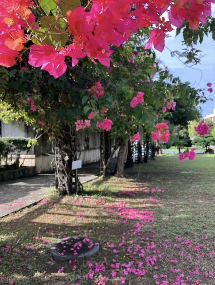 ブーゲンビリアと浦添図書館