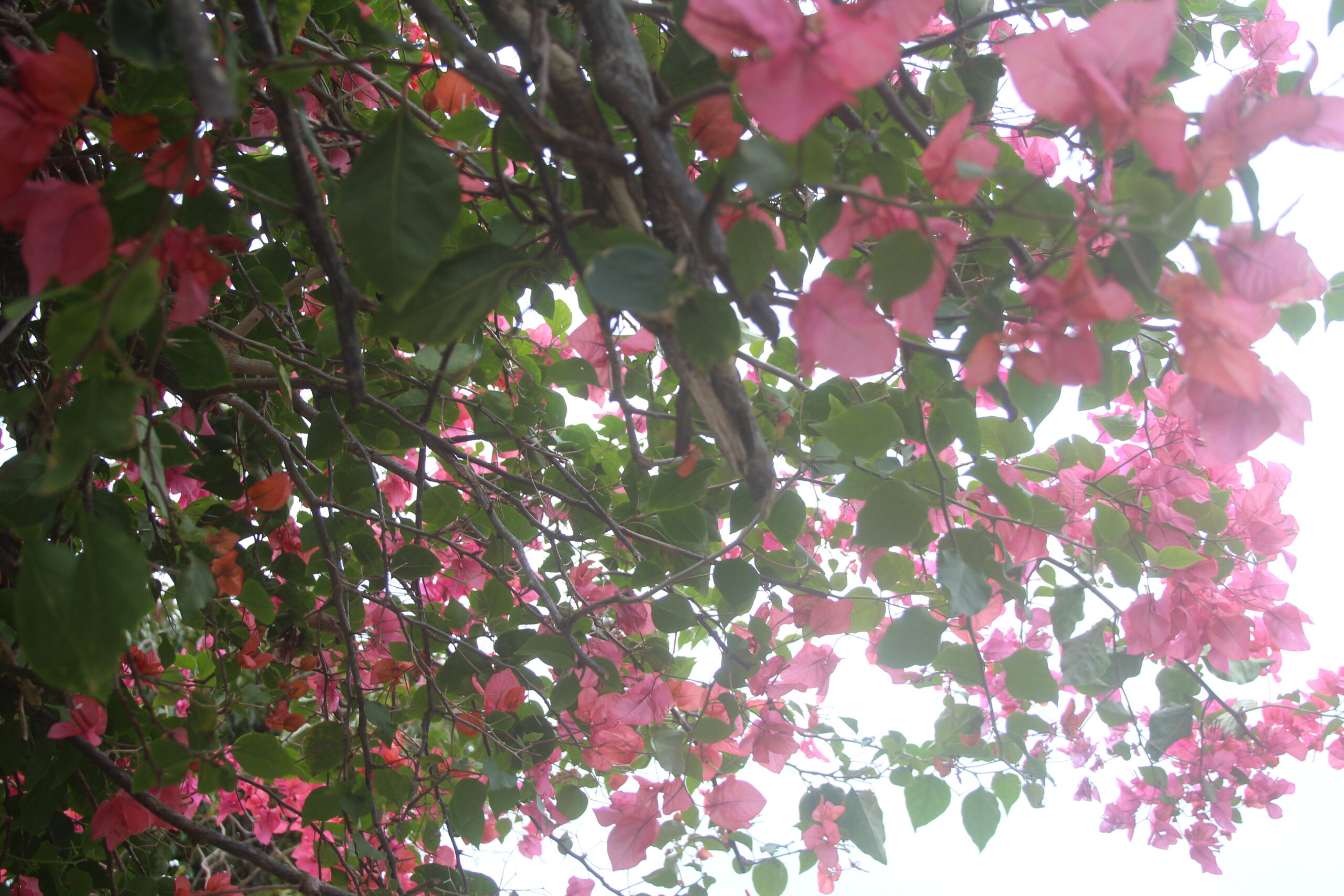 ブーゲンビリア