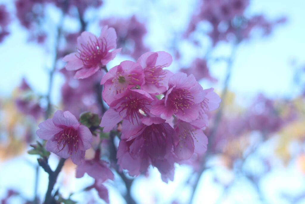 沖縄県那覇市の与儀公園に咲いていた満開の桜2