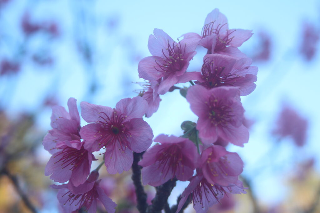 沖縄県那覇市の与儀公園に咲いていた満開の桜3