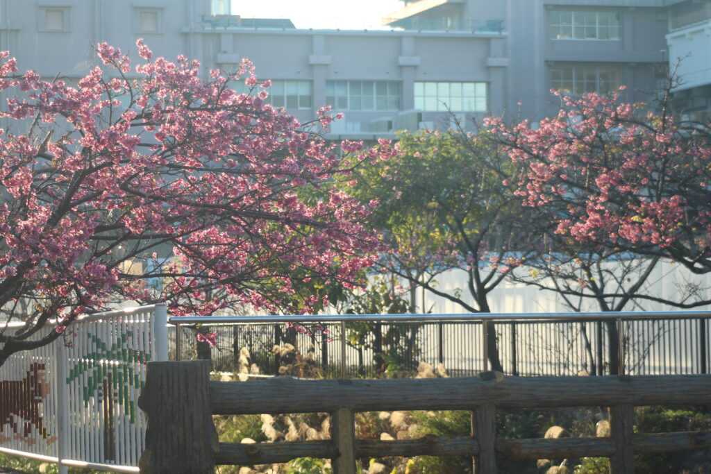 沖縄県那覇市の与儀公園に咲いていた満開の桜を広角で撮影