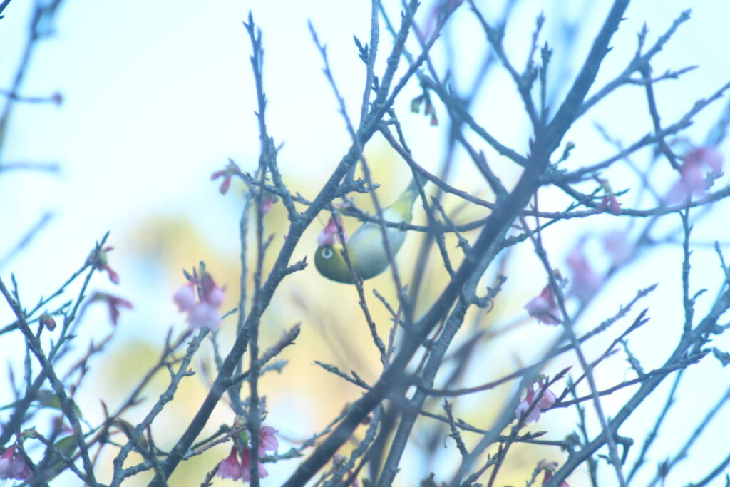 沖縄県那覇市の与儀公園に咲いていた満開の桜とメジロ