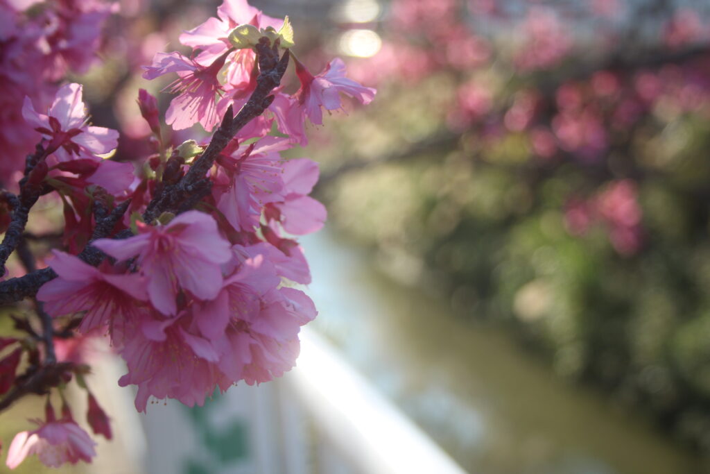 沖縄県那覇市の与儀公園に咲いていた満開の桜と川辺