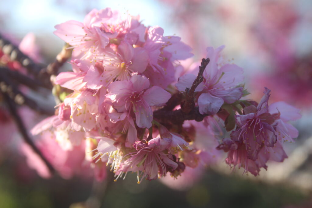 沖縄県那覇市の与儀公園に咲いていた満開の桜をアップで撮った